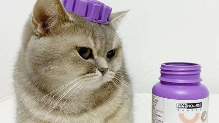 维生素B对猫咪美毛的重要性，维生素B对猫咪美毛的关键作用