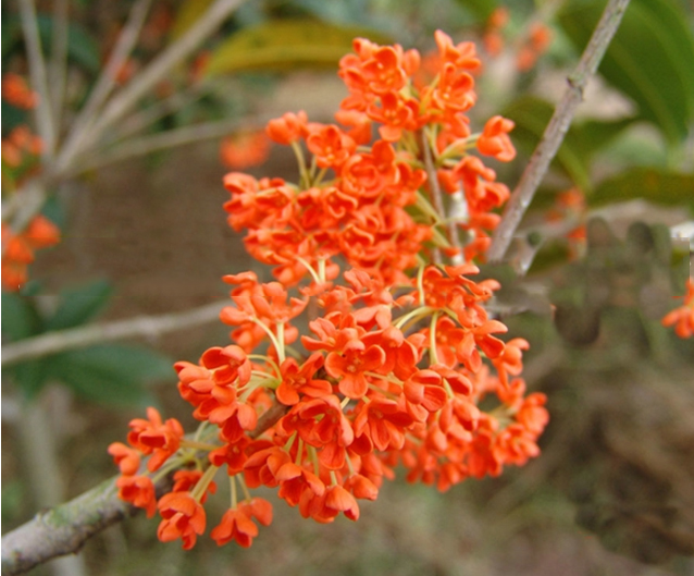 揭秘状元红彩官网,探寻数字背后的故事与机遇,揭秘状元红彩官网,探寻数字背后的故事与机遇探索