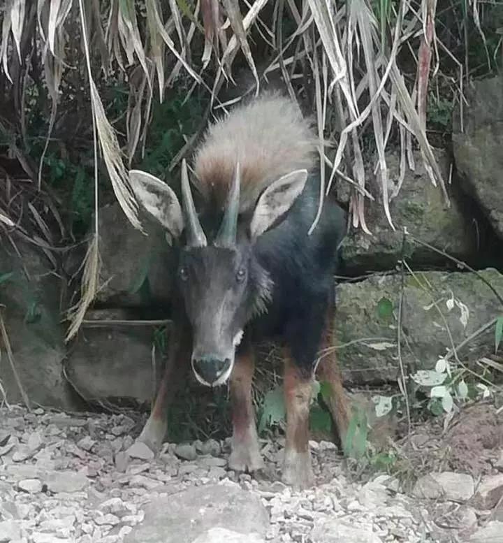 四不像一肖王中王