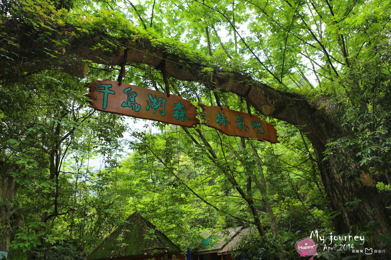 千岛湖森林氧吧，自然之韵，生命之息，千岛湖森林氧吧，自然之韵，生命脉动