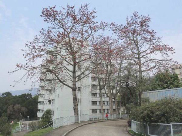 石岗军营旅游，历史与现代的完美融合，石岗军营旅游，历史与现代的完美交融