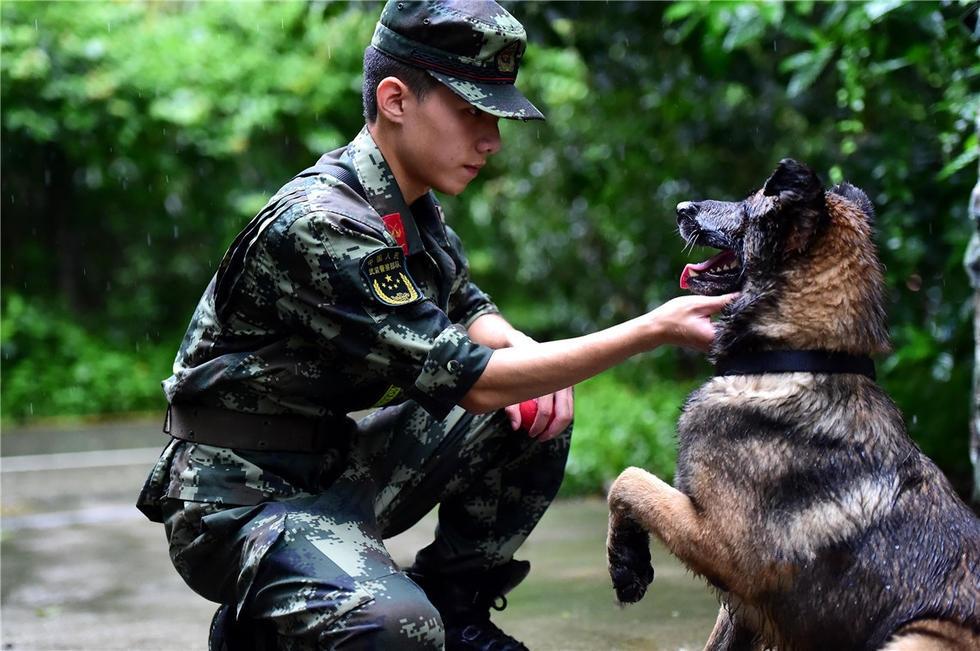 中国军犬，忠诚与勇猛的化身，中国军犬，忠诚与勇猛的象征