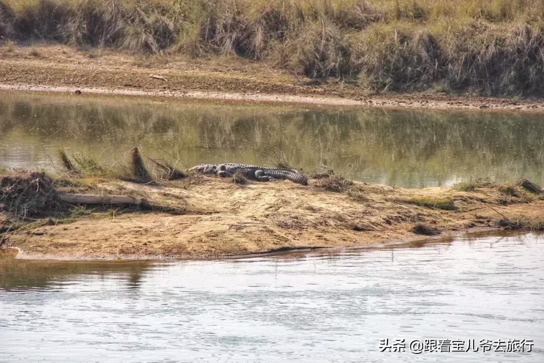 丛林虎特战旅，铁血荣耀的征程，丛林虎特战旅，铁血荣耀的征程之旅