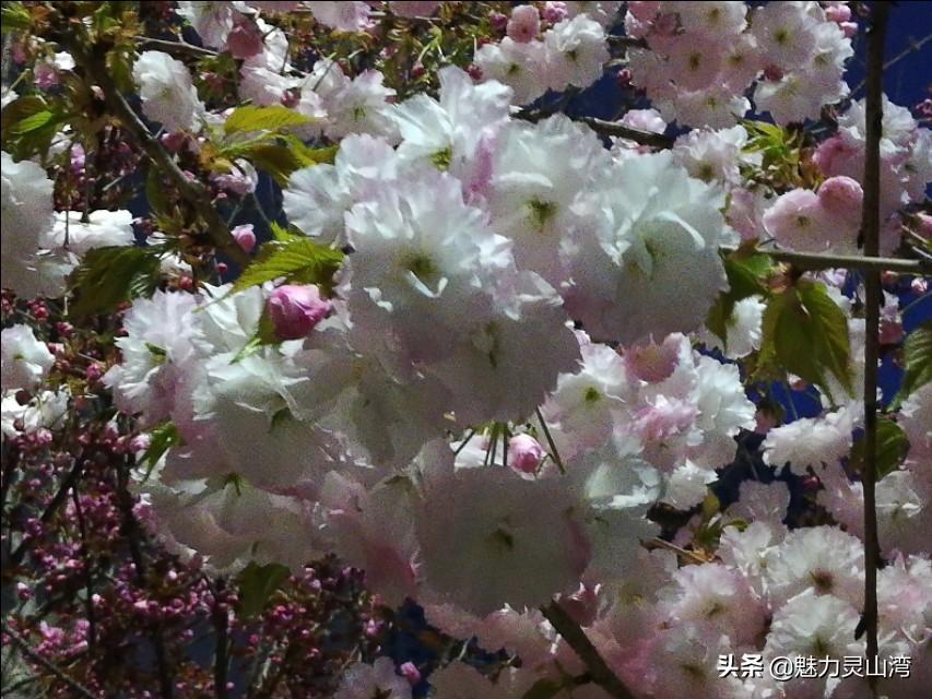 青岛海军力量的雄厚展现，青岛海军力量雄厚展示