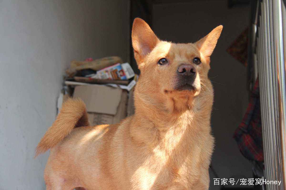 澳门一码一肖一待一中四不像，探索神秘与魅力的交汇点，澳门神秘魅力交汇点，一码一肖一待一中四不像的探索