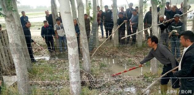 拜城之后再无雪豹——探寻人与自然和谐共生的边界，探寻人与自然和谐共生边界，拜城之后再无雪豹
