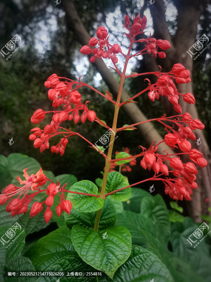 状元红资料免费大全，探索与获取学术资源的宝库，状元红资料宝库，免费学术资源探索与获取指南