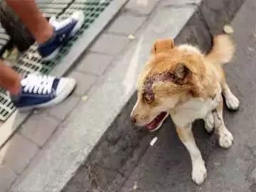 狗年新闻回顾，聚焦那些真实事件中的犬界风云，狗年风云回顾，聚焦真实事件中的犬界新闻焦点