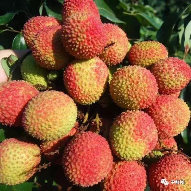 王中王妃子一肖，历史与传奇的交织，王中王妃子一肖，历史与传奇的璀璨交融