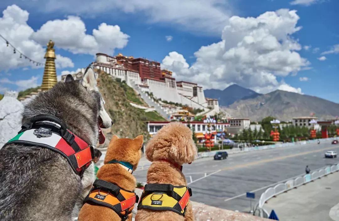 正版王中王四不像一尚肖,探索与解读,正版王中王四不像一尚肖,深度探索与解读