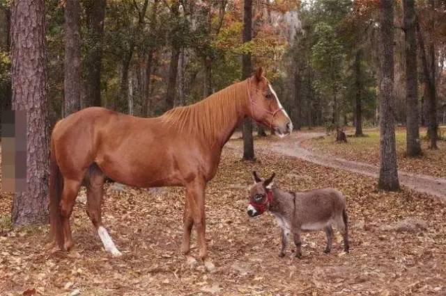 正版王中王四不像一尚肖,探索与解读,正版王中王四不像一尚肖,深度探索与解读
