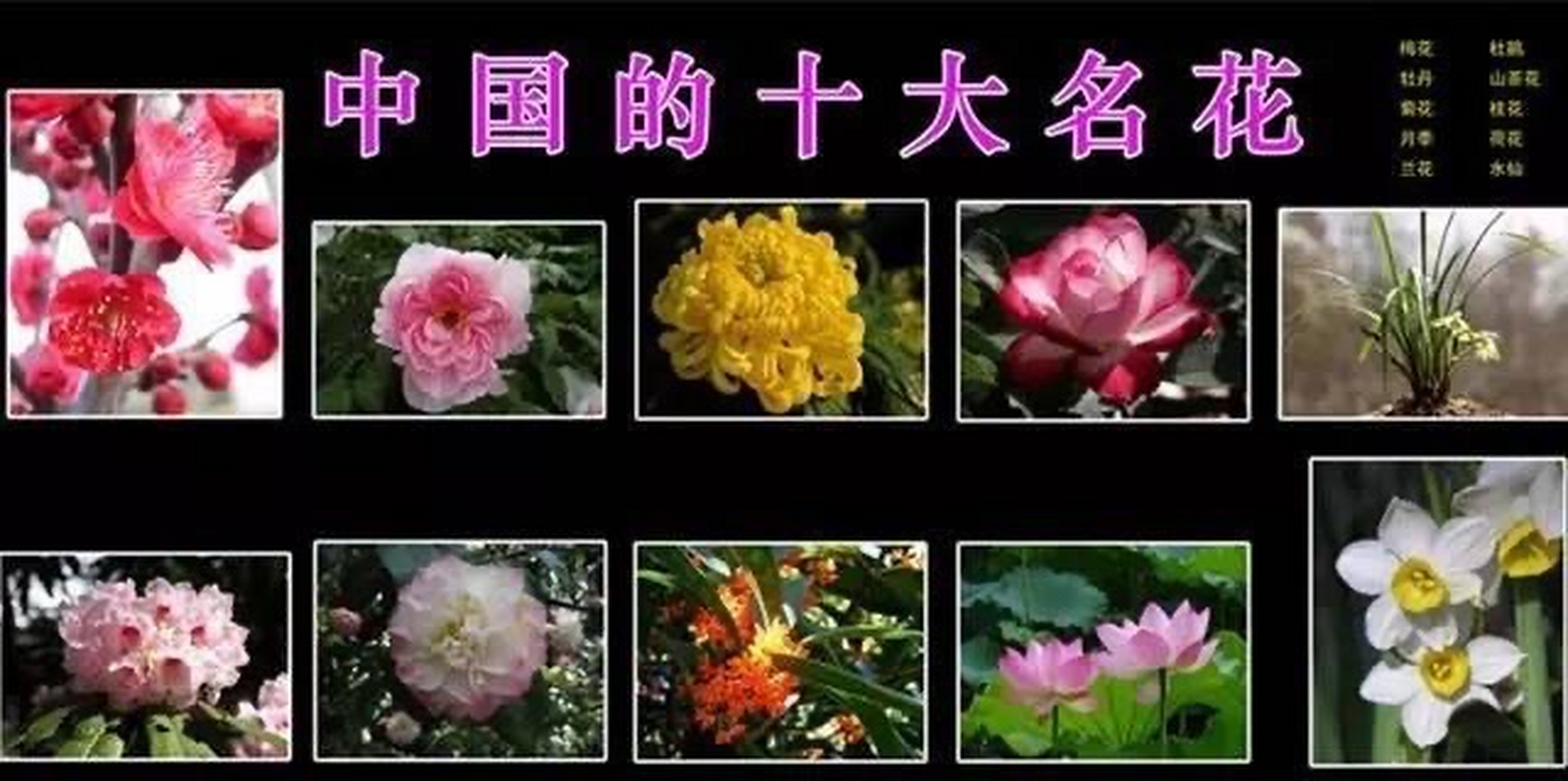 中国有多少种——丰富多样的生物与文化资源，中国丰富多样的生物与文化资源种类概览