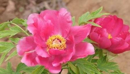 刘伯温三生肖选一肖,智慧背后的神秘预言,刘伯温三生肖预言揭秘,智慧背后的神秘预言之选一肖