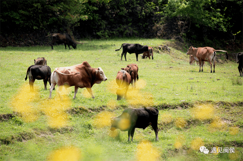 四不像图王中王平知一肖,神秘符号背后的故事与启示,神秘符号四不像图王中王平知一肖,背后的故事与深层启示
