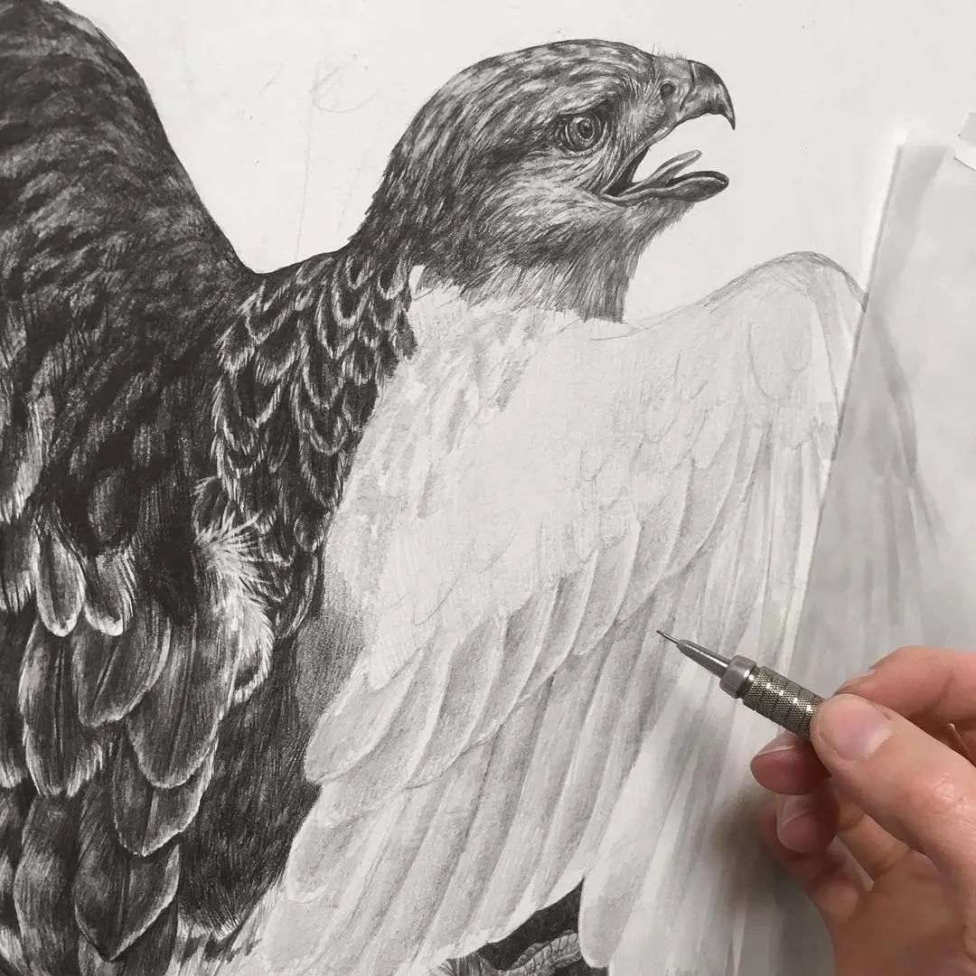 歼-35素描画,探索未来战机的艺术之美,歼-35素描画,探索未来战机艺术之美