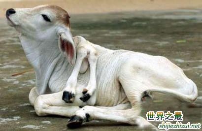 澳门今期正版四不像图片下载,探索与赏析,澳门正版四不像图片探索与赏析,最新图片下载集萃