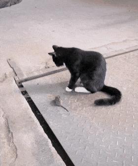 中国人民武装警察部队特种警察学院作战指挥研究,中国人民武装警察部队特种警察学院作战指挥深度研究