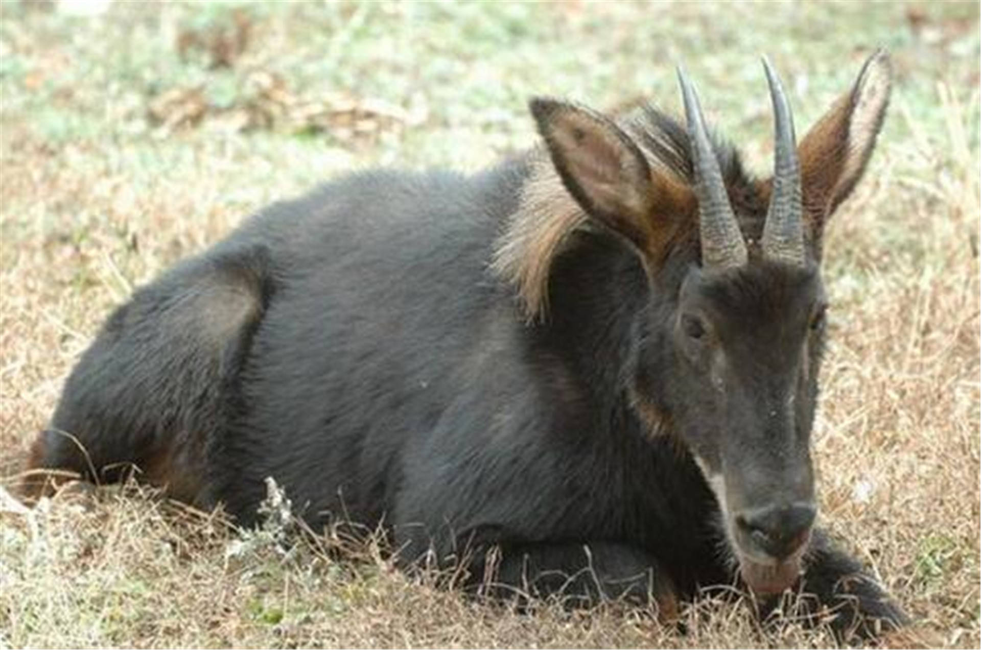 澳门一码一肖一待一中四不像,探索神秘与现实的交汇点,澳门神秘与现实交汇点的探索,一码一肖一待一中四不像
