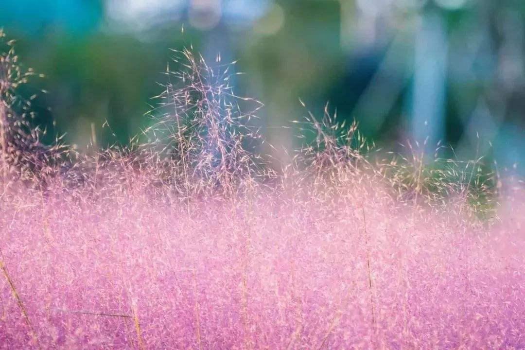 恋恋不忘电视剧免费观看完整版——深度解读与赏析,恋恋不忘,深度解读与赏析——电视剧免费观看完整版