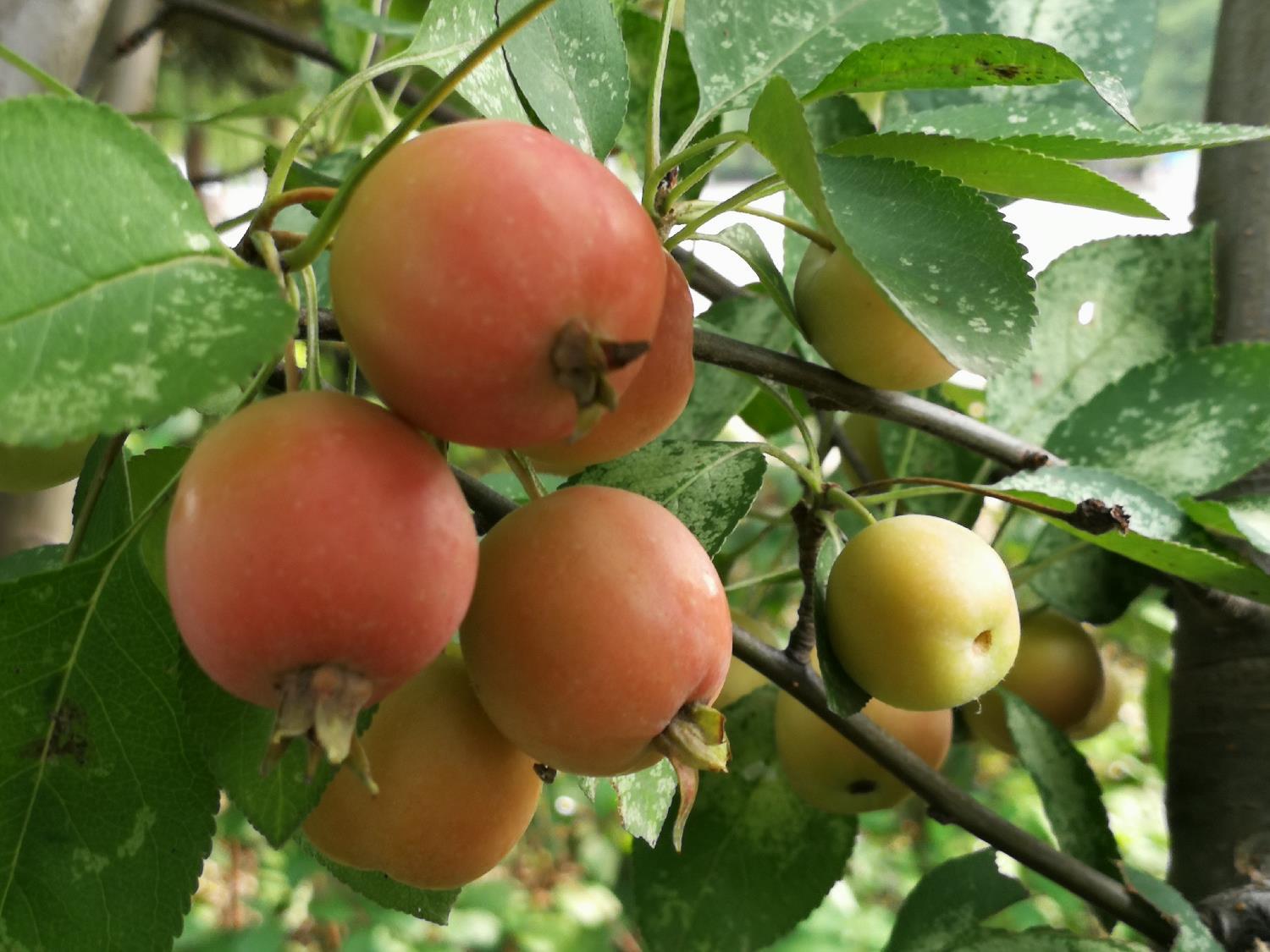 小苹果未删减版电影完整版,一段情感与成长的完美融合,小苹果未删减版电影完整版,情感与成长的完美交融之旅
