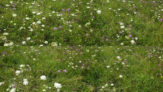 野花视频高清完整在线观看，自然之美的绽放，自然之美绽放，野花视频高清在线观看
