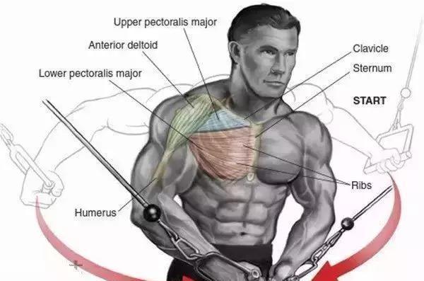 练出胸肌的最快方法,理论与实践的结合,快速塑造完美胸肌,理论与实践结合的训练方法