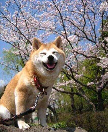 澳门一码一肖一待一中四不像,探索与解析,澳门一码一肖一待一中四不像,深度解析与探索